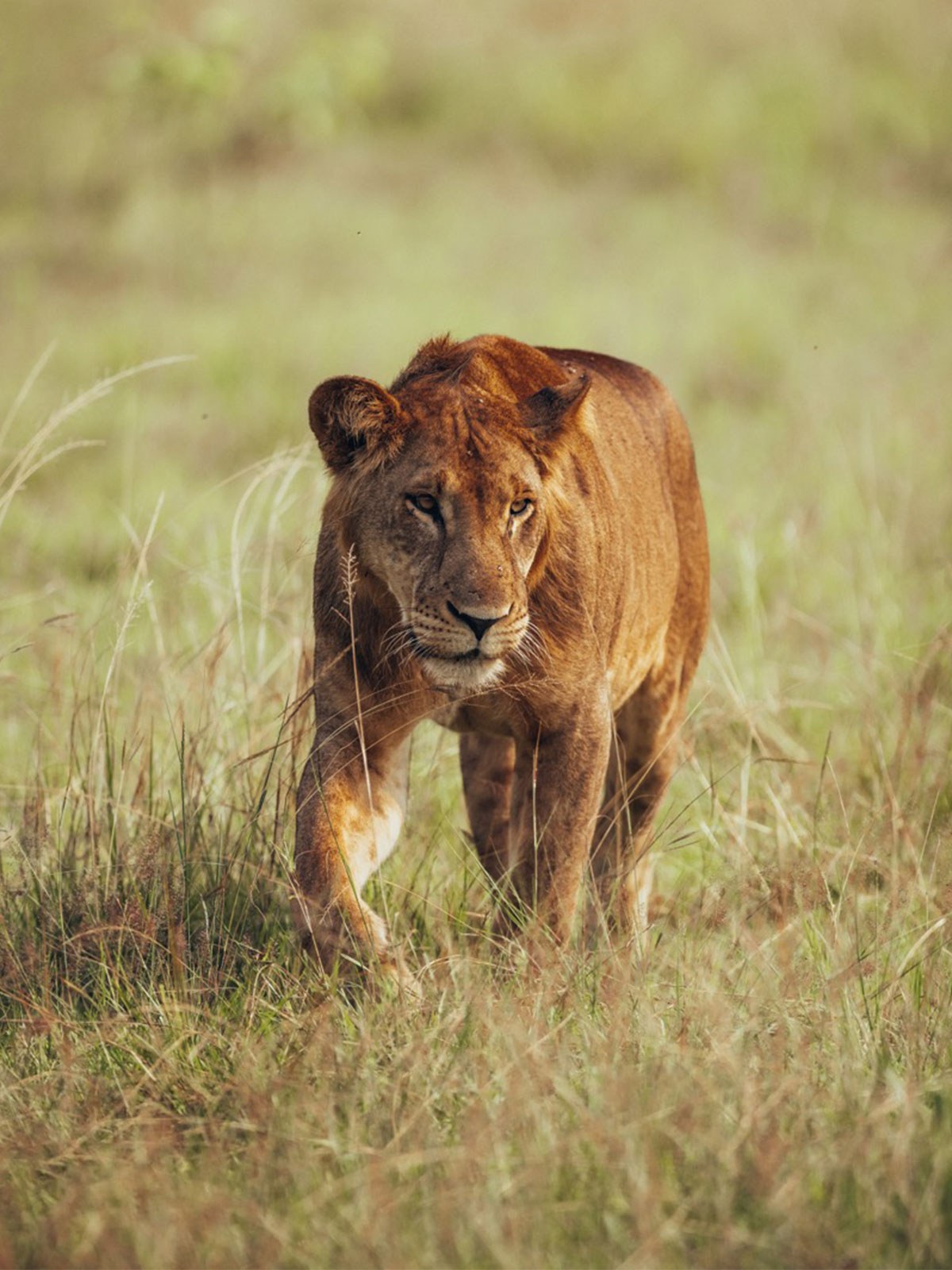 Leeuwen in Murchison Falls