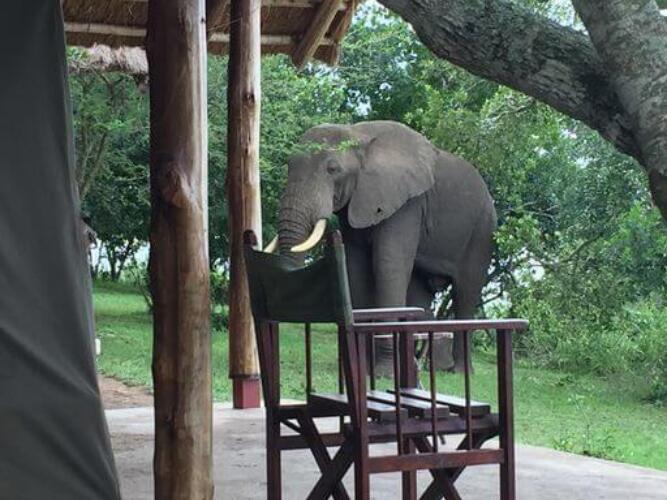 Bush Lodge Non sel tent olifant