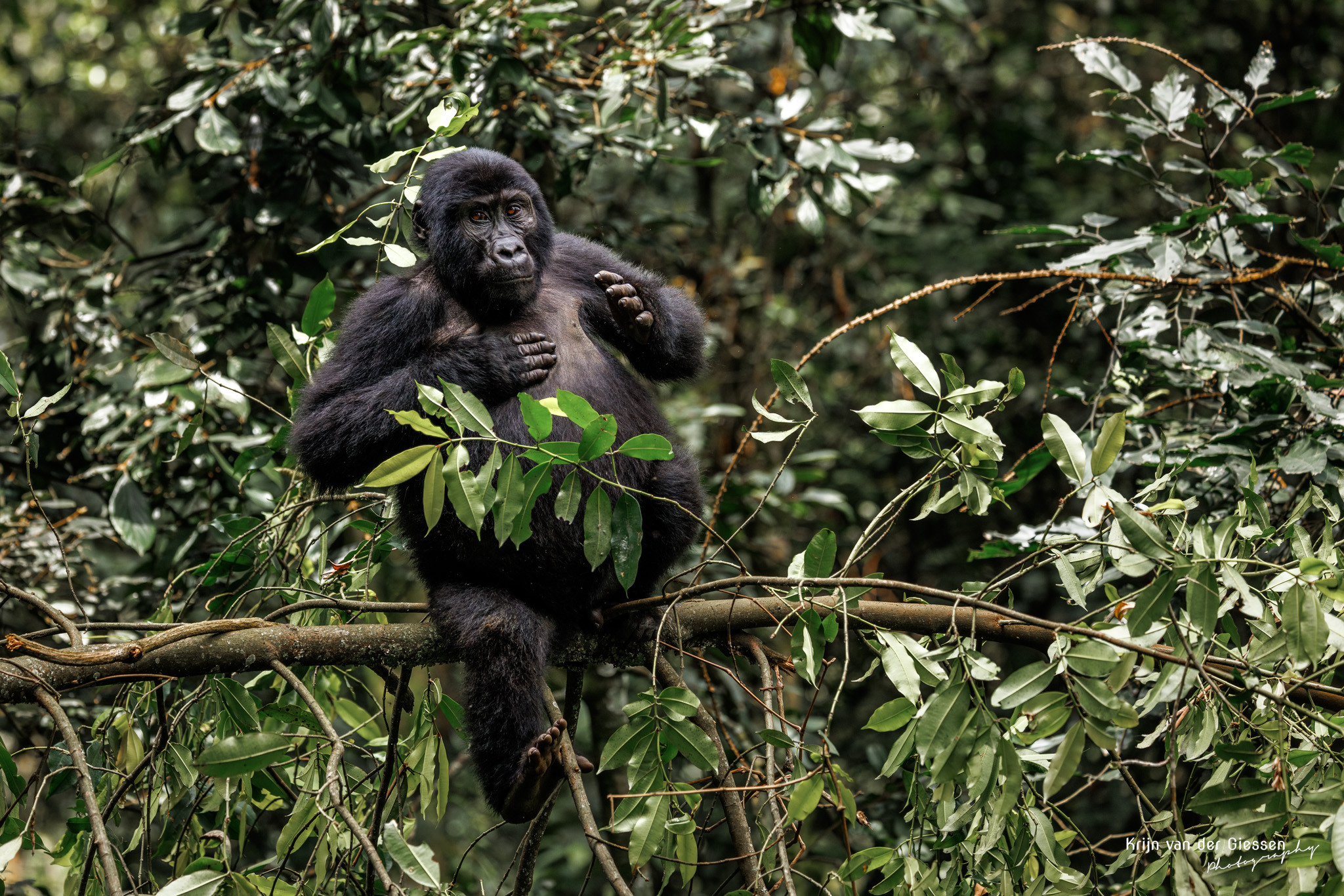 gorilla en chimpansee trekking