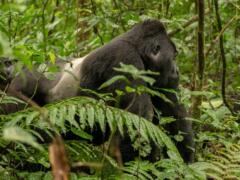 Gorilla in Oeganda