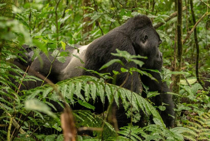Gorilla in Oeganda