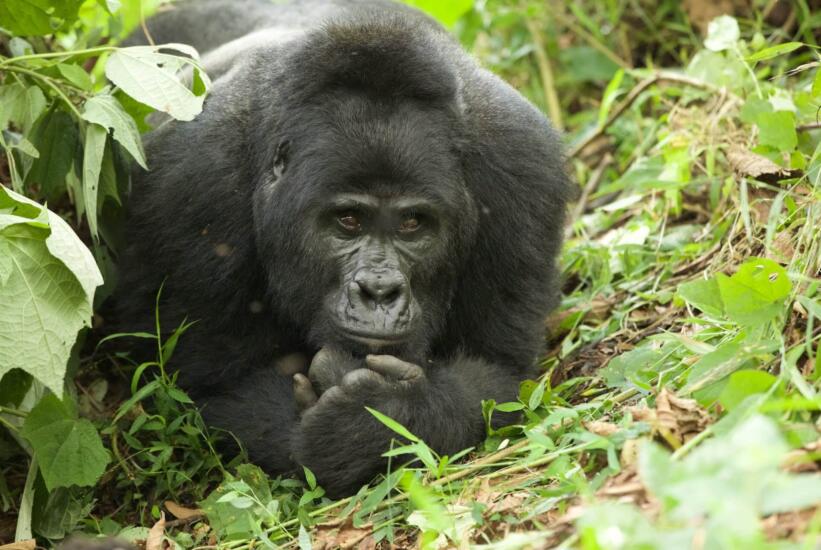 Gorilla reis Oeganda