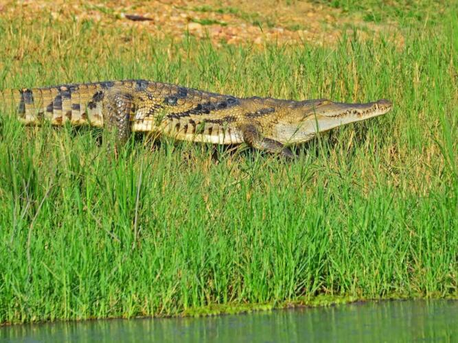Krokodil safari oeganda