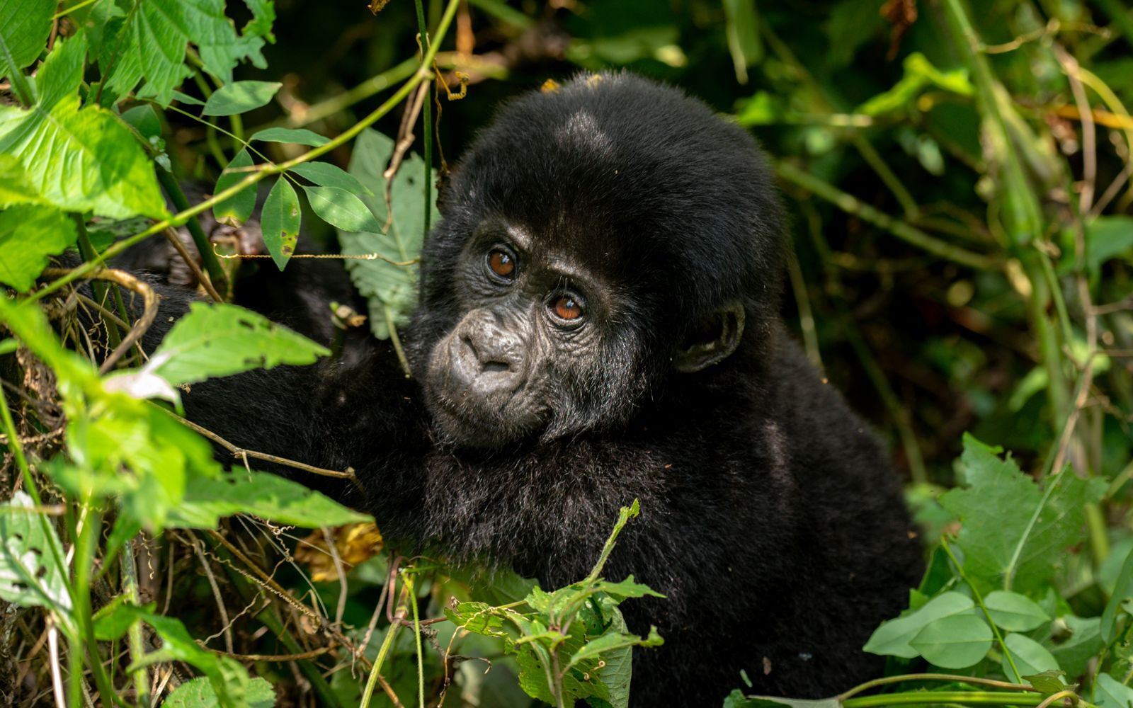 Gorilla trekking Bwindi national park