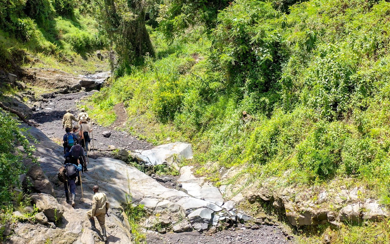 Hiken door Bwindi national park