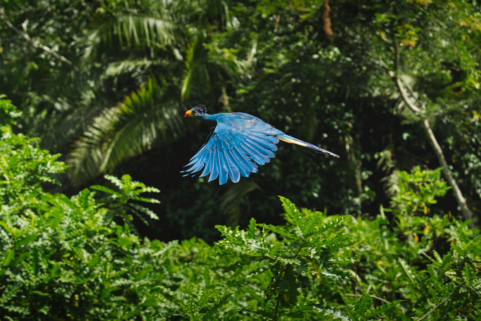 spot unieke vogels in bwindi impenetrable national park