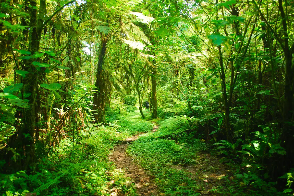 hiken door bwindi national park