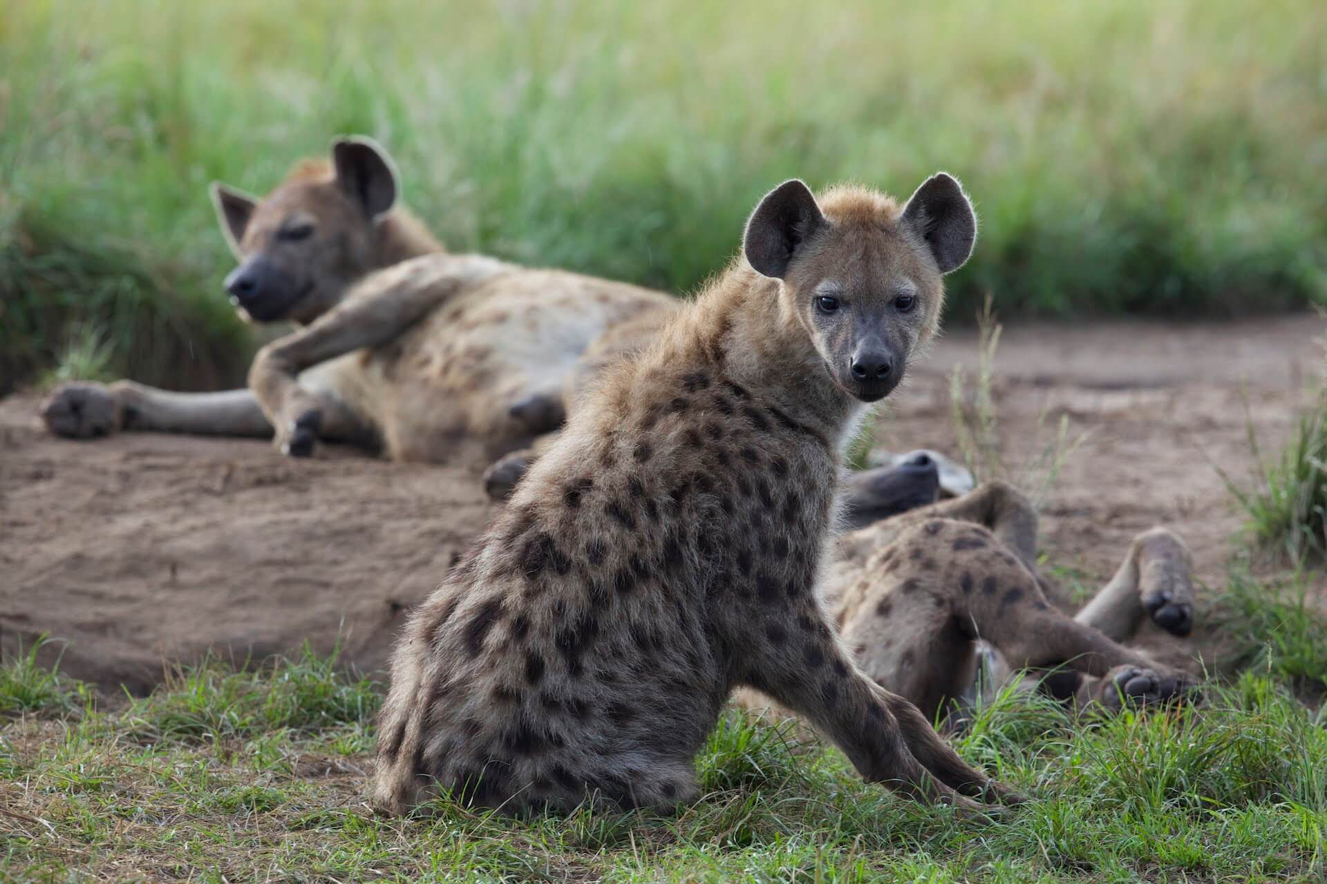 Hyena's in murchison falls