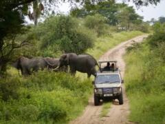 Olifanten rondreis Oeganda