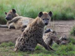 Hyenas Oeganda