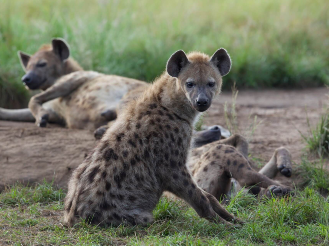 Hyenas Oeganda