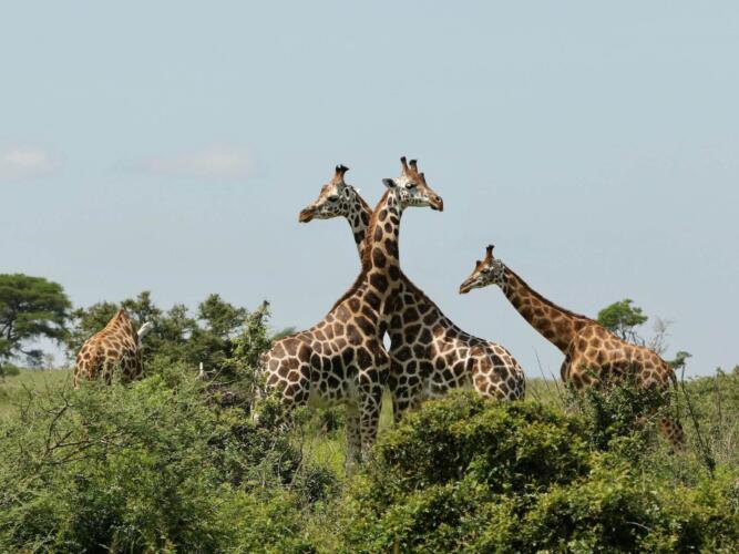 Giraffen Oeganda