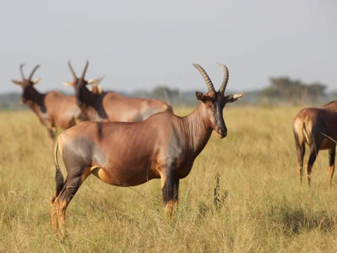 Wildlife safari Oeganda