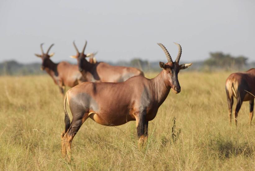 Wildlife safari Oeganda