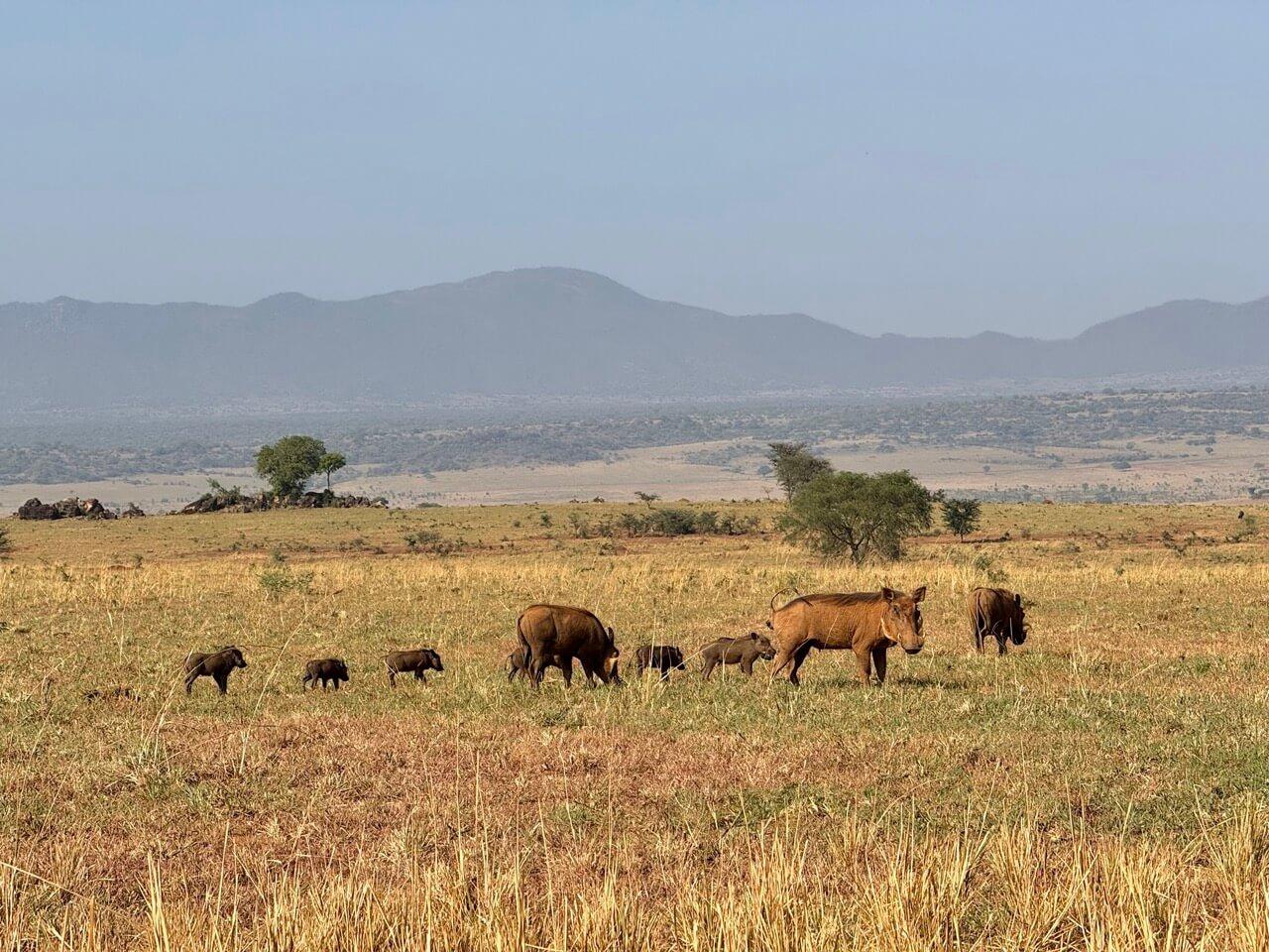 Karamoja wildlife
