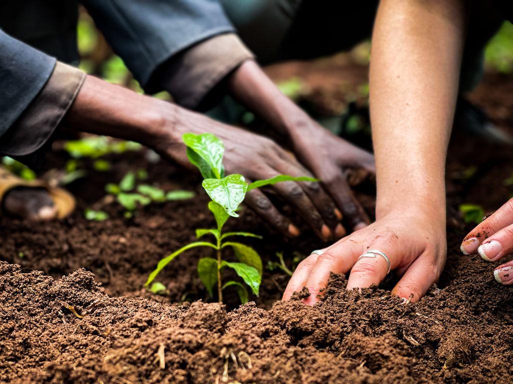 koffieplant planten