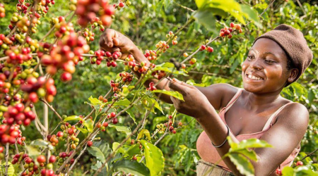 Koffietour Oeganda