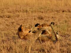 Safari in oeganda