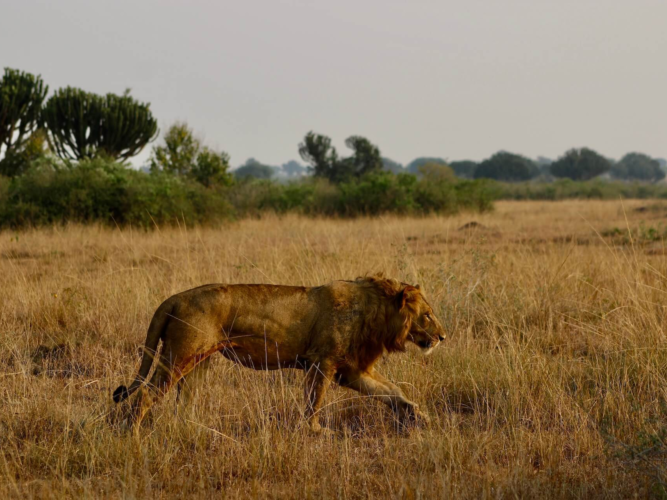 Leeuwen spotten in Oeganda