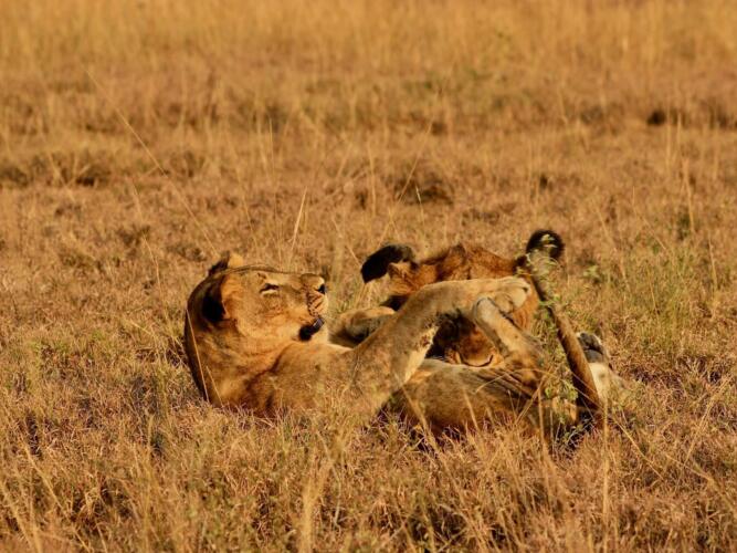 Safari in oeganda