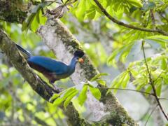 Great Blue Turaco