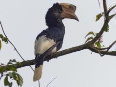 Hornbill Oeganda