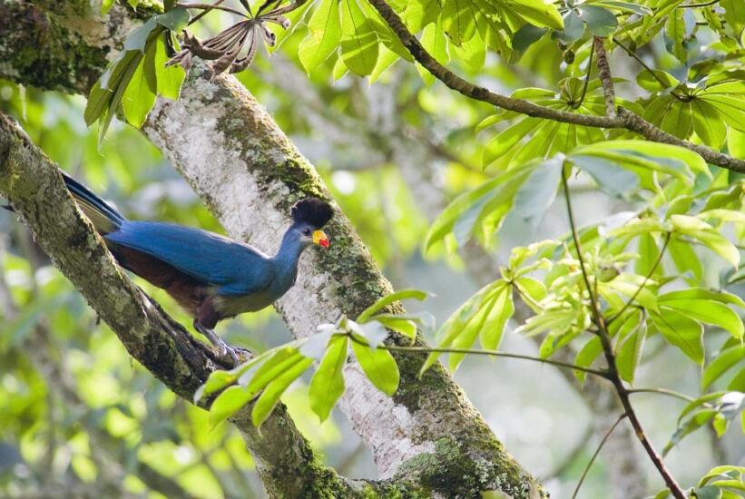 Great Blue Turaco