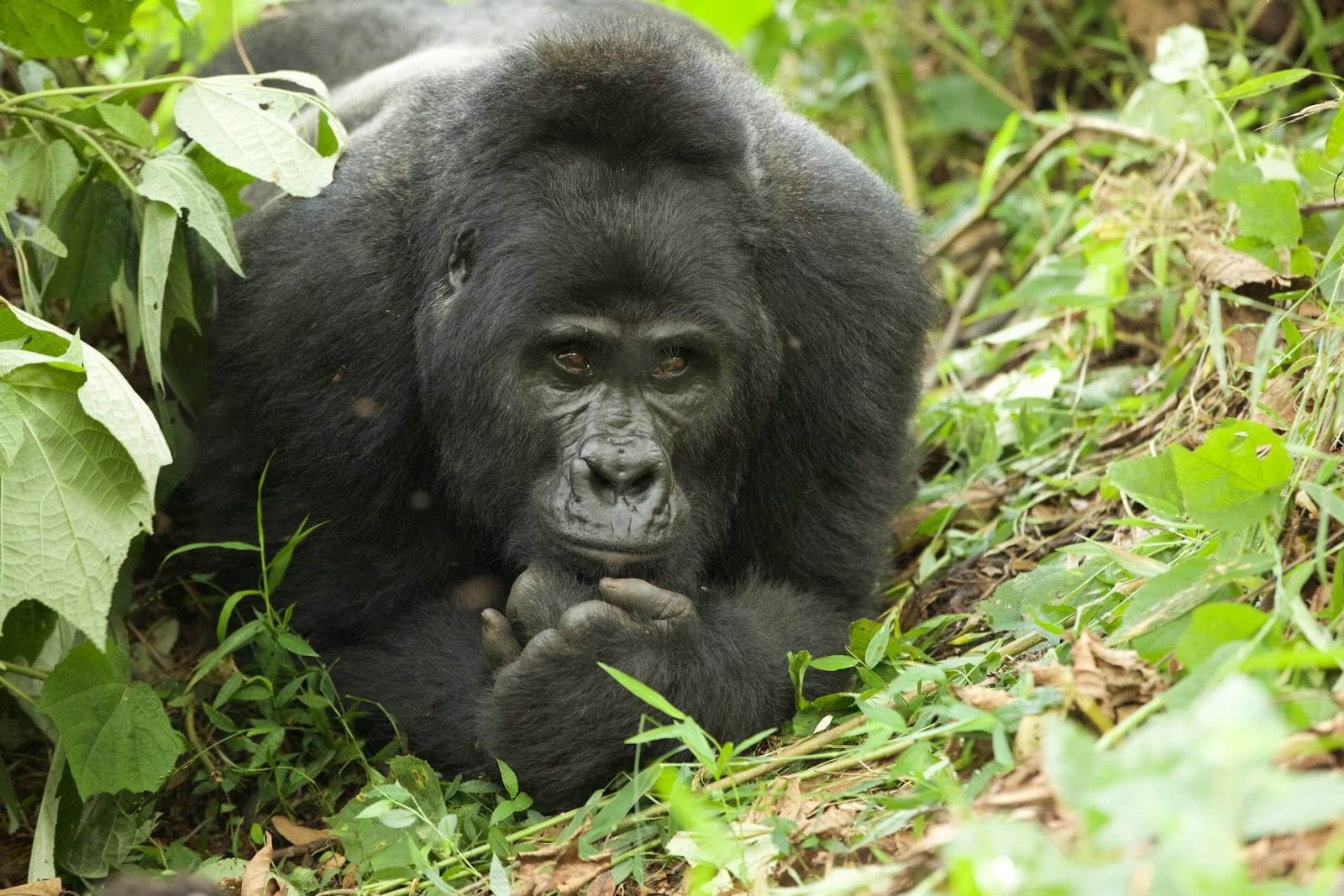 Berggorilla in Oeganda