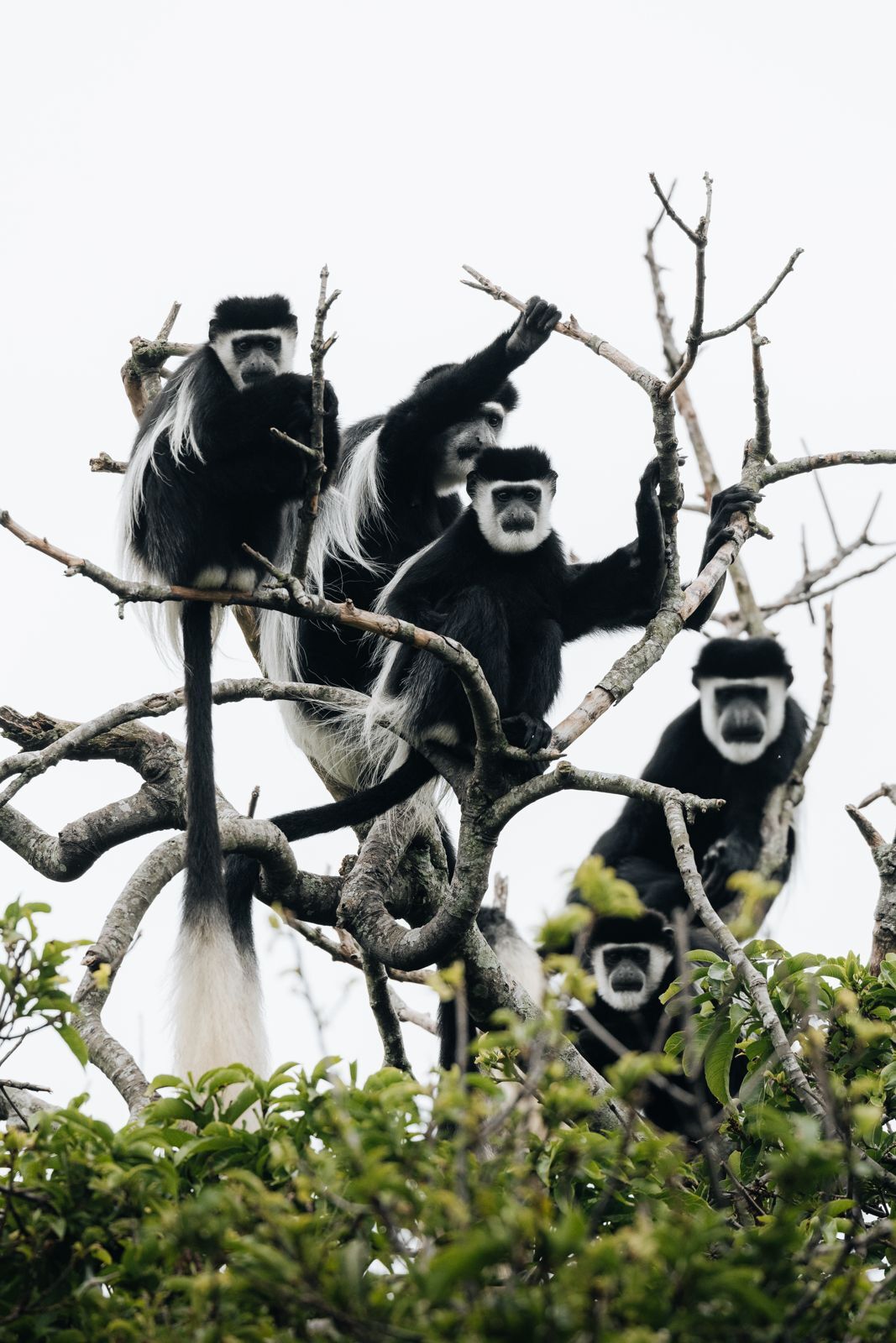 Black-and-white colobus in Oeganda