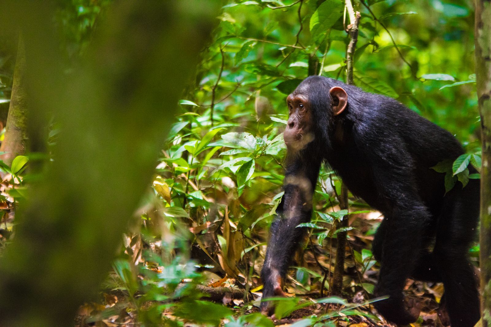 Chimpansee in Oeganda