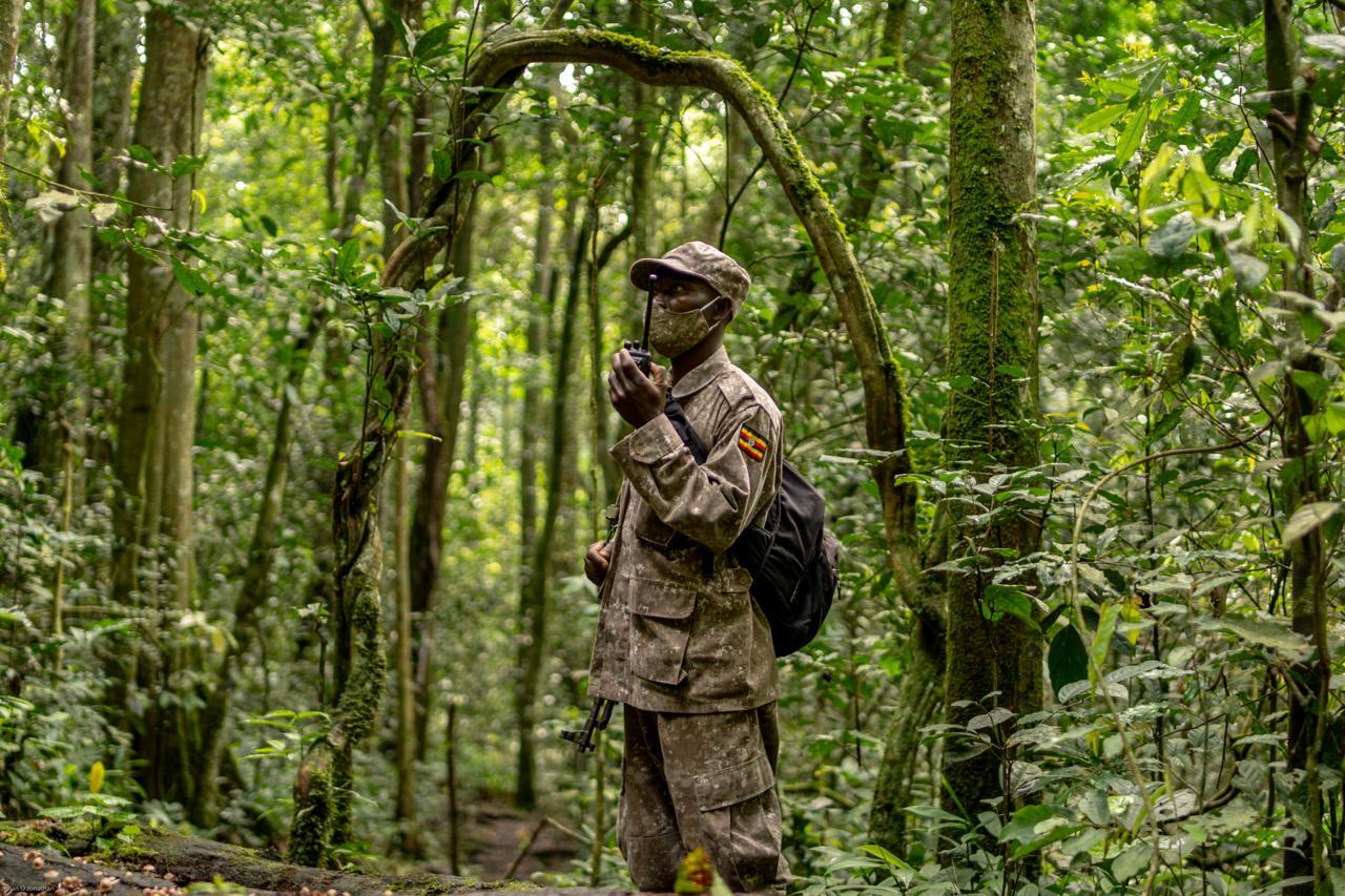 Ranger chimpansee trekking