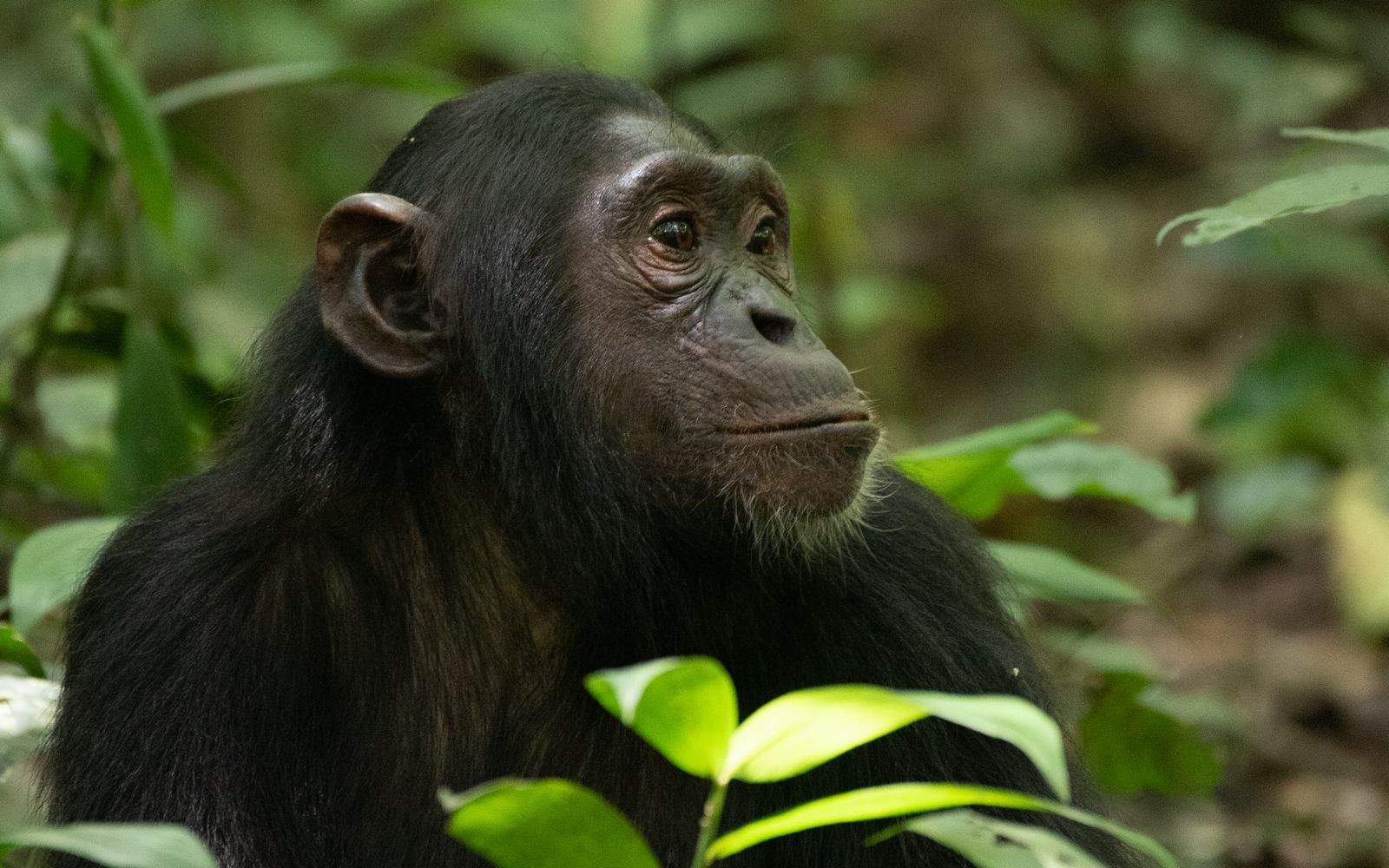 Chimpansee Kibale Forest