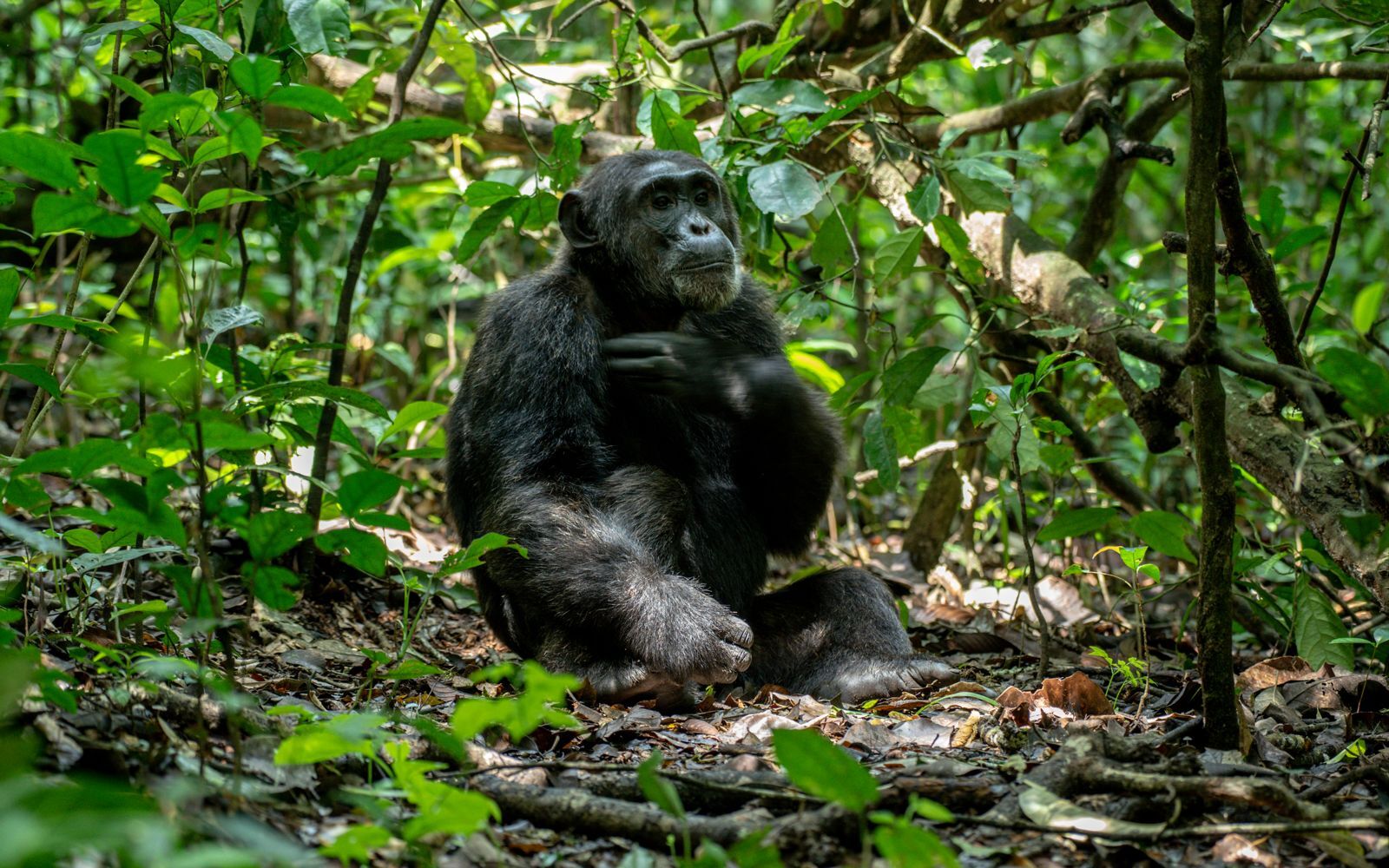 Chimpansee trekking Oeganda