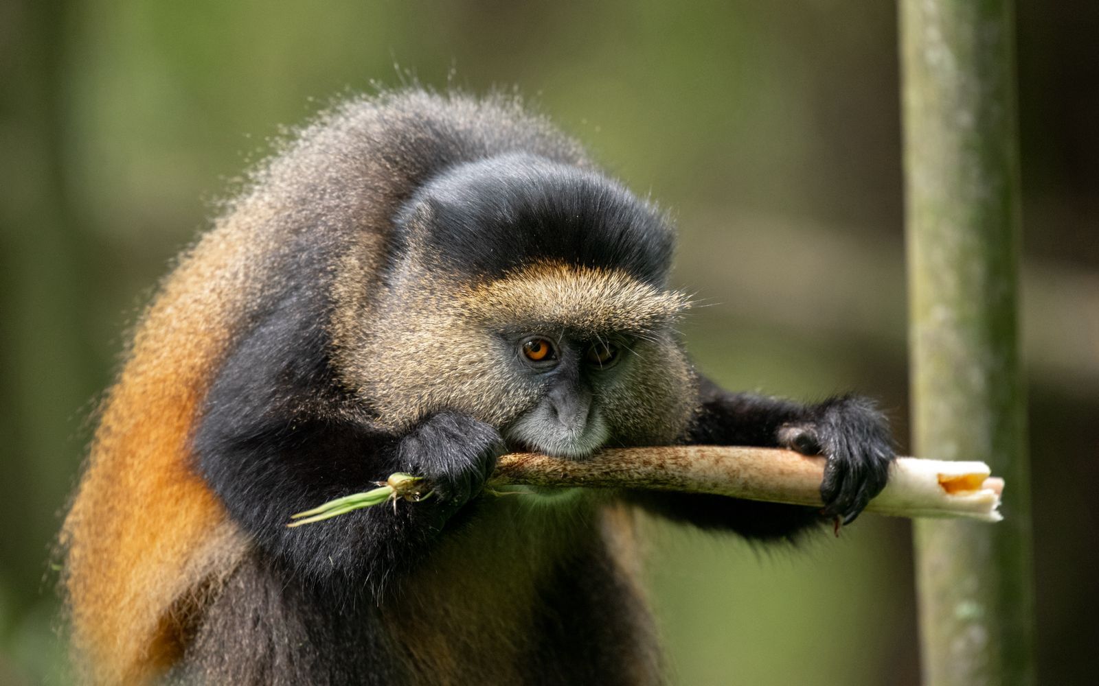 Golden monkeys in Oeganda