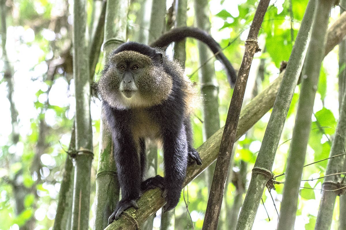 golden monkey in Oeganda