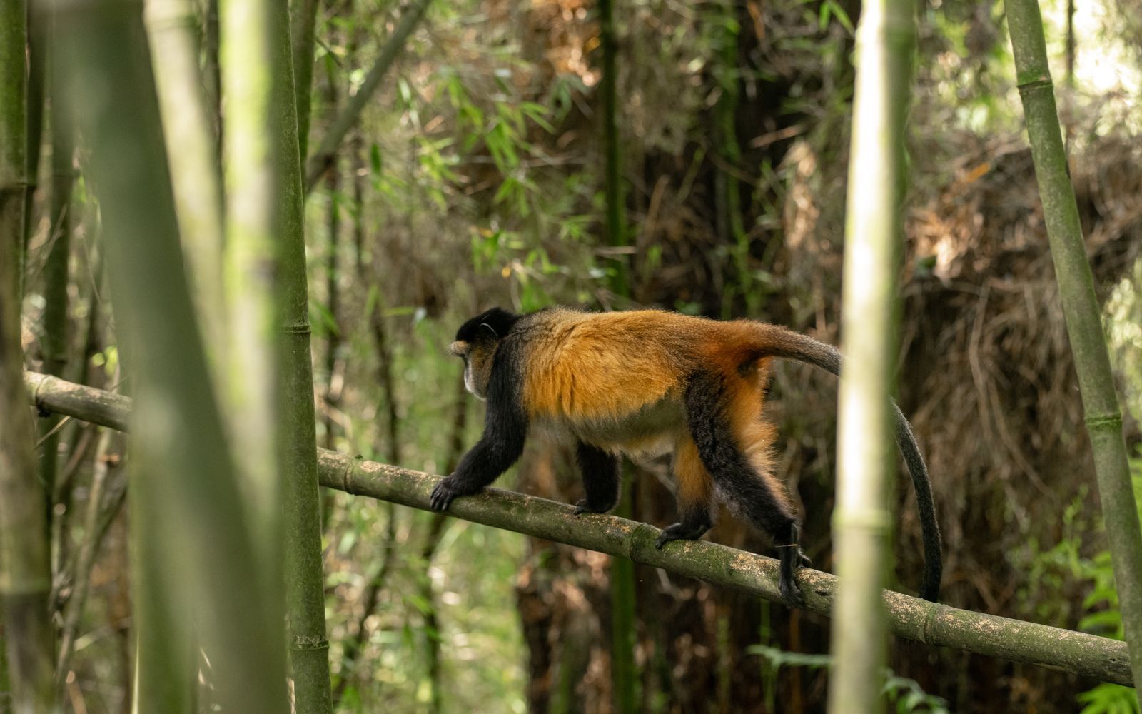 golden monkey trekking