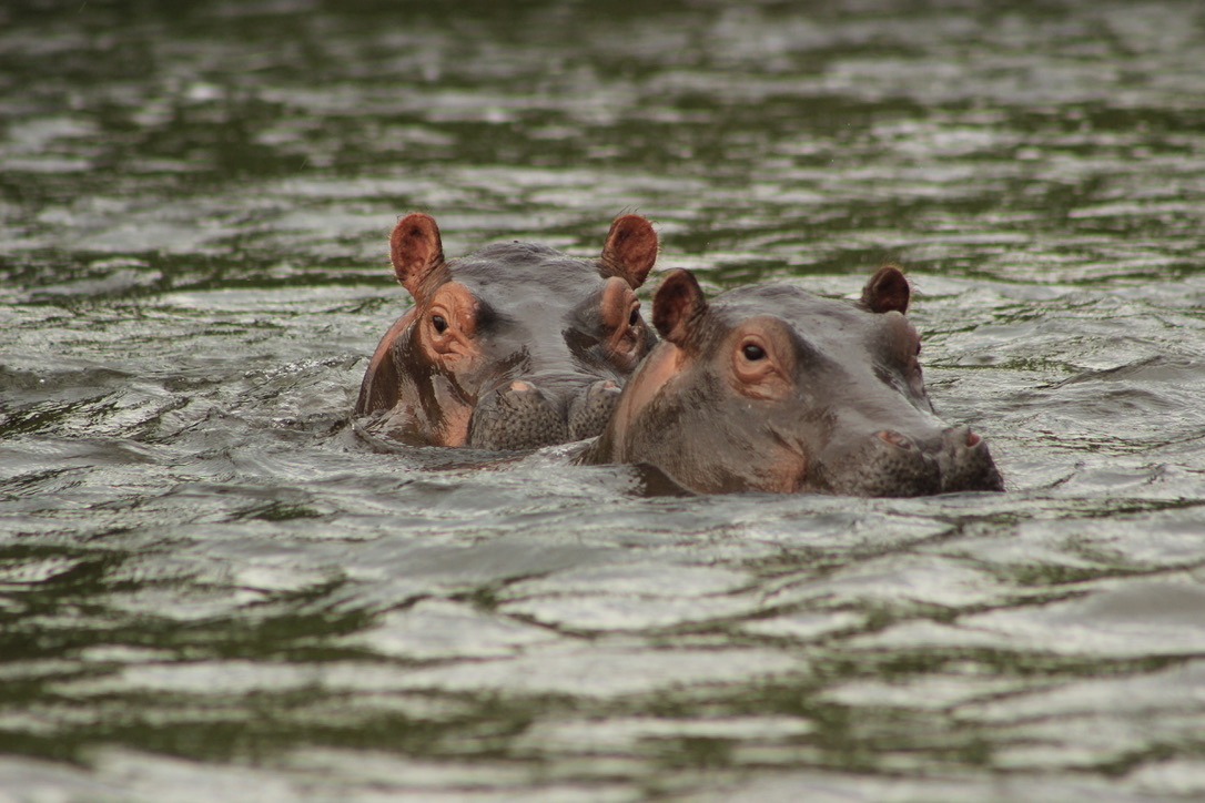 Nijlpaarden in Murchison Falls