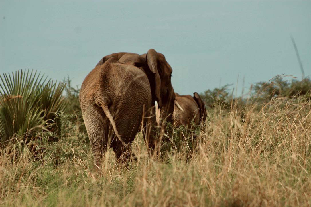 Olifanten in murchison falls