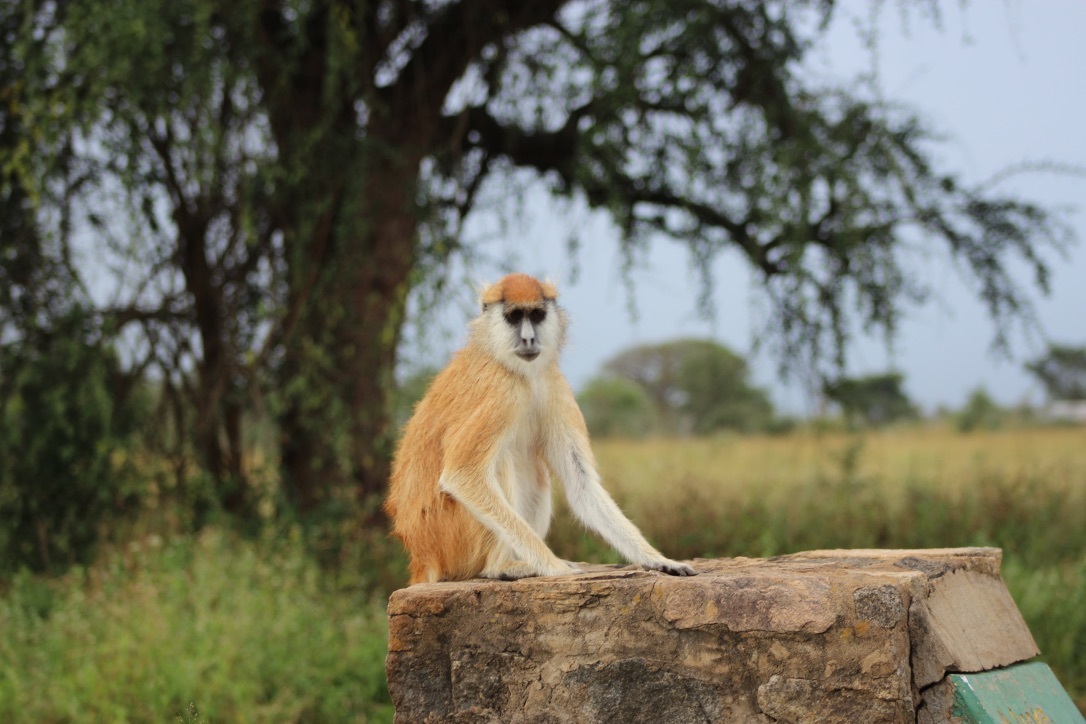 Patas monkey in Oeganda