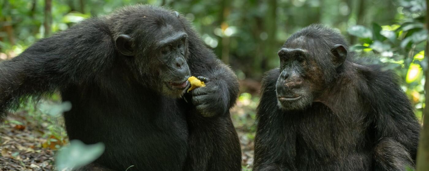 Chimpansees in Oeganda