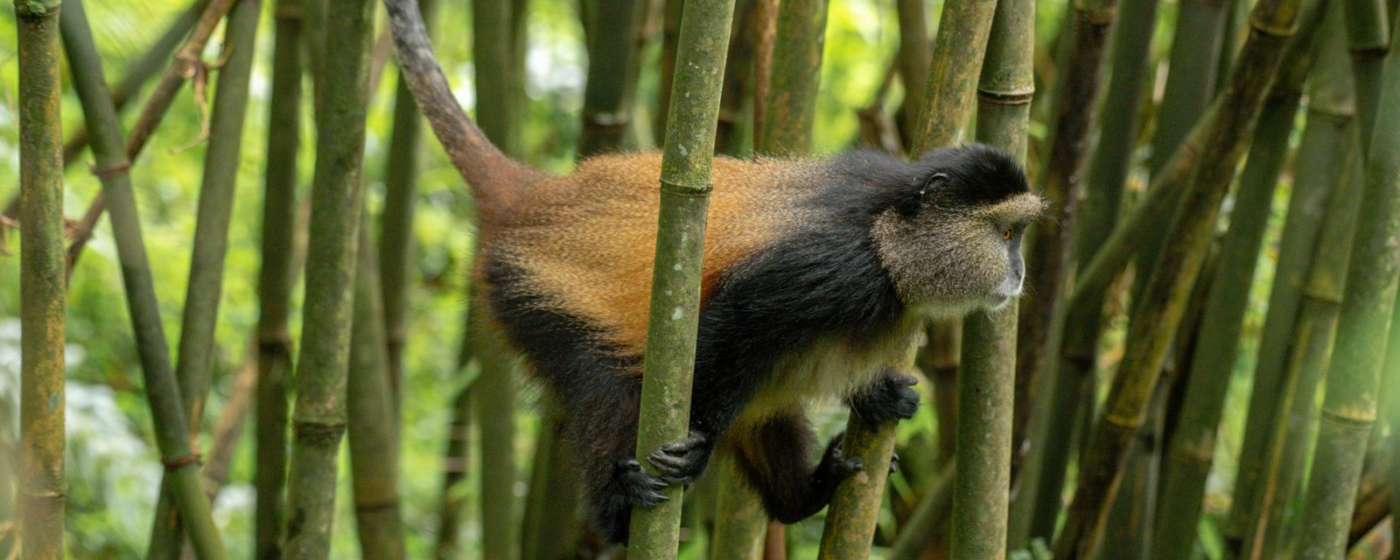 Golden monkey trekking uganda