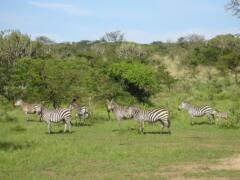 Zebra's Oeganda