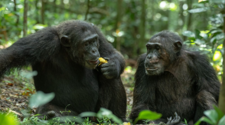 Chimpansees in Oeganda