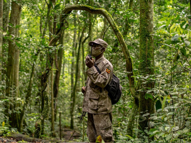 Chimpansees Oeganda 1