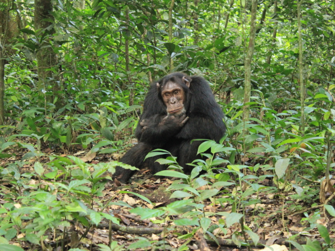 Murchison Falls chimpansees