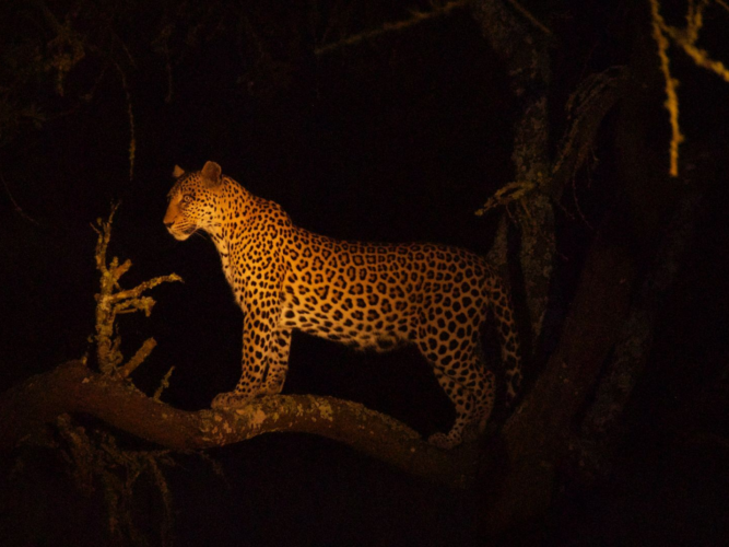 Luipaard 2 Lake Mburo