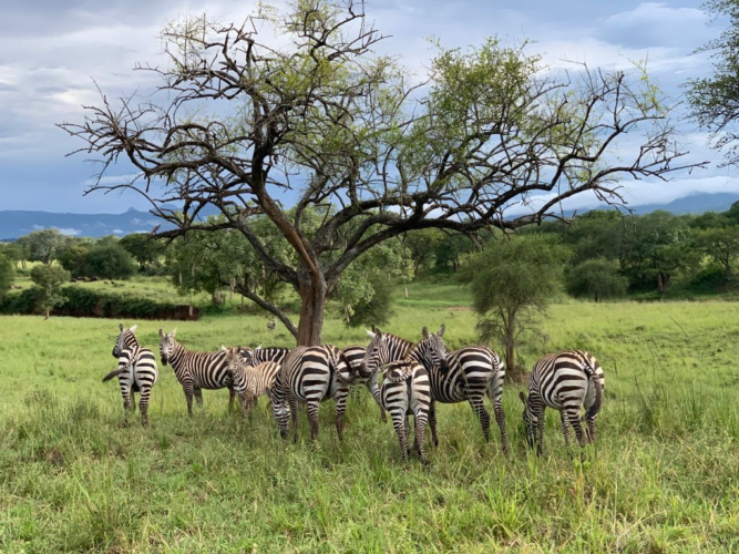 Kidepo zebras