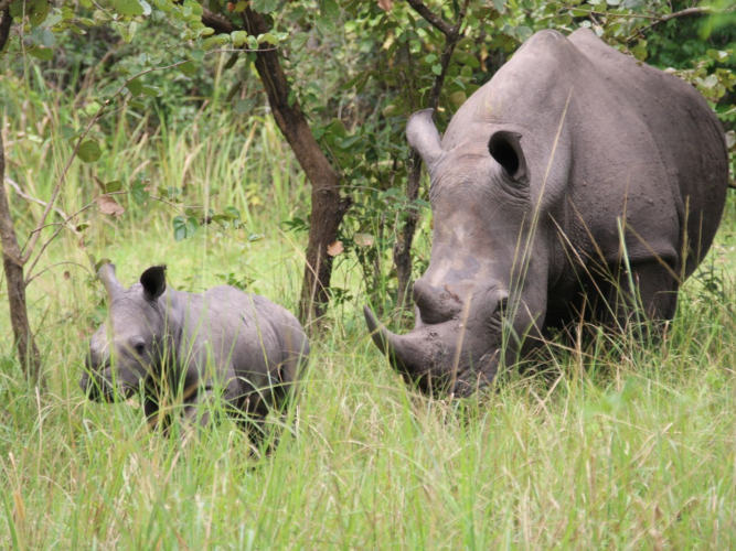 Neushoorns Oeganda 1