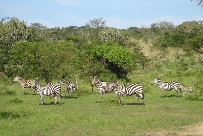 Zebra's Oeganda