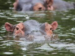 Nijlpaard Oeganda Rondreis